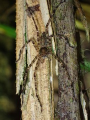Heteropoda boiei