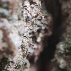 Chaenotheca trichialis