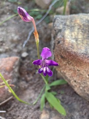 Sparaxis metelerkampiae