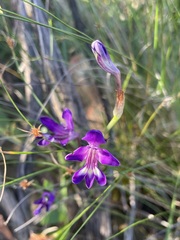 Sparaxis metelerkampiae