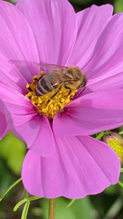 Apis mellifera