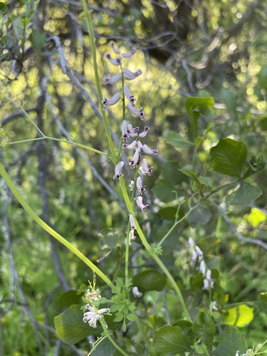 Image of Cysticapnos cracca by (c) Matt Berger, some rights reserved (CC BY)