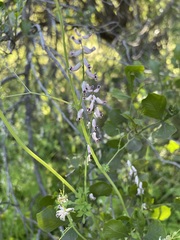 Cysticapnos cracca