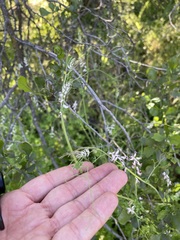 Cysticapnos cracca