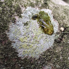 Lecanora barkmaniana