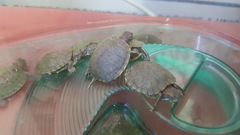 Trachemys scripta elegans