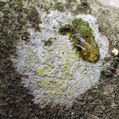 Lecanora barkmaniana