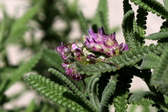 Pseudocreobotra wahlbergi