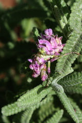 Pseudocreobotra wahlbergi