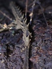 Stheneboea repudiosa