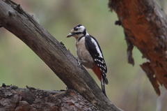 Dendrocopos major