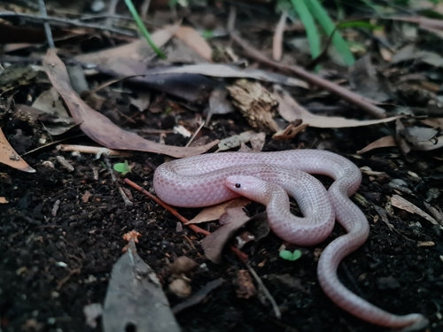 Curl Snake, Suta suta