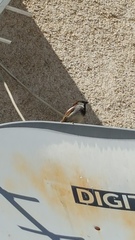 Passer domesticus