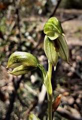 Pterostylis tenuis
