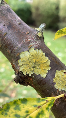 Xanthoria parietina