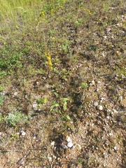 Solidago virgaurea
