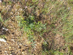 Hippophae rhamnoides