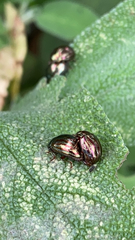 Chrysolina americana