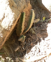 Stapelia grandiflora
