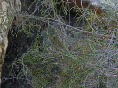 Passerina montana