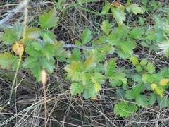 Rhoicissus tridentata