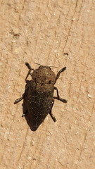 Capnodis tenebricosa