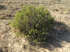 Leucadendron stellare