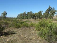 Leucadendron stellare
