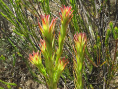 Leucadendron stellare