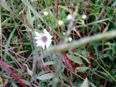 Symphyotrichum lateriflorum lateriflorum