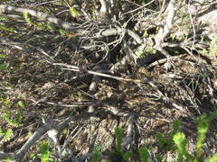 Leucadendron stellare