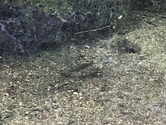 Salmo trutta fario
