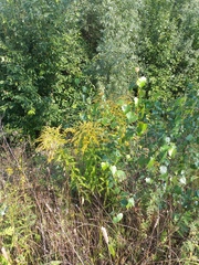 Solidago canadensis