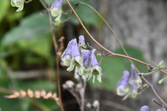 Aconitum stoloniferum