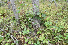 Aconitum stoloniferum