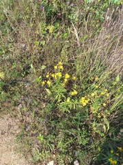 Hieracium umbellatum