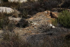 Pronolagus saundersiae