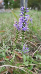 Veronica barrelieri