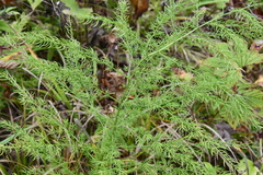 Asparagus schoberioides