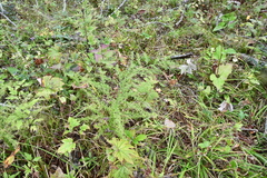 Asparagus schoberioides