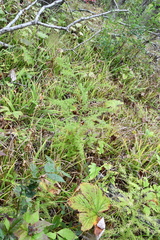 Asparagus schoberioides