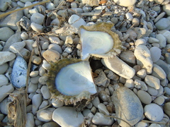 Pinctada imbricata