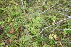 Asparagus schoberioides