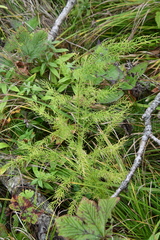 Asparagus schoberioides