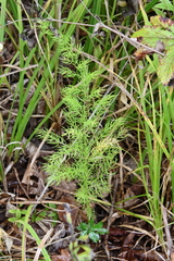 Asparagus schoberioides