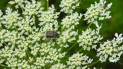 Trichiotinus assimilis