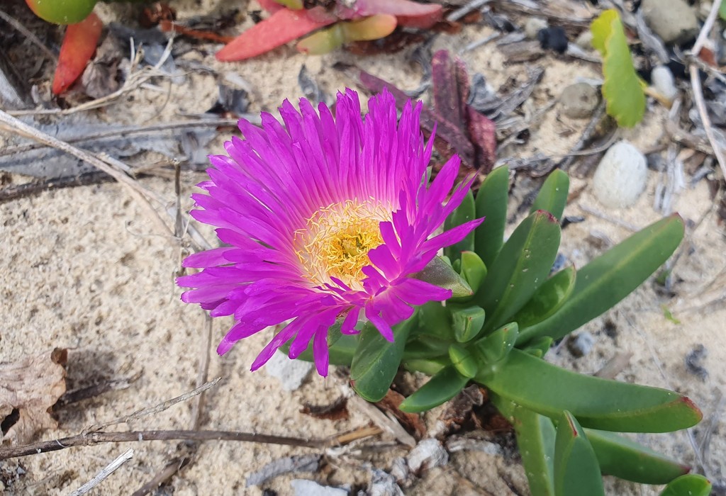 Angular Seafig from Frazer Beach, New South Wales, Australia on