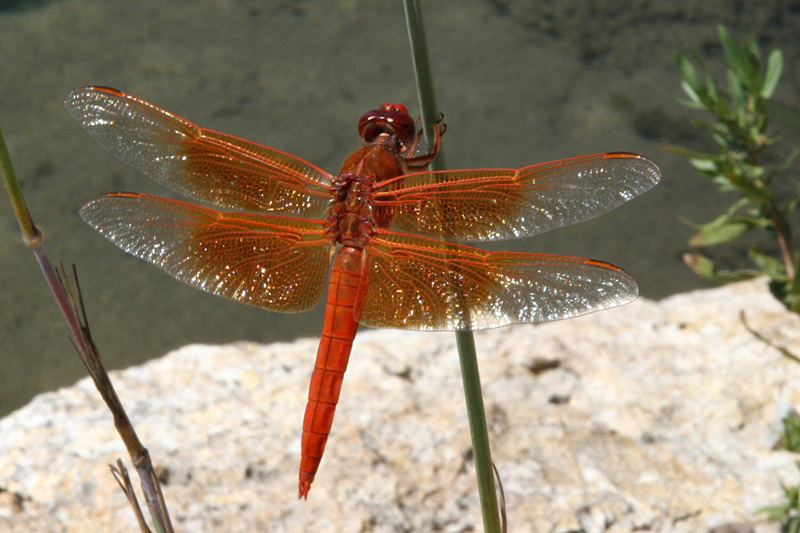 Flame Skimmer