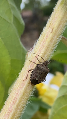 Halyomorpha halys