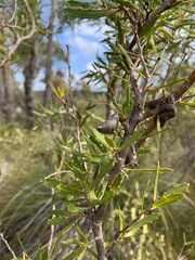 Hakea linearis